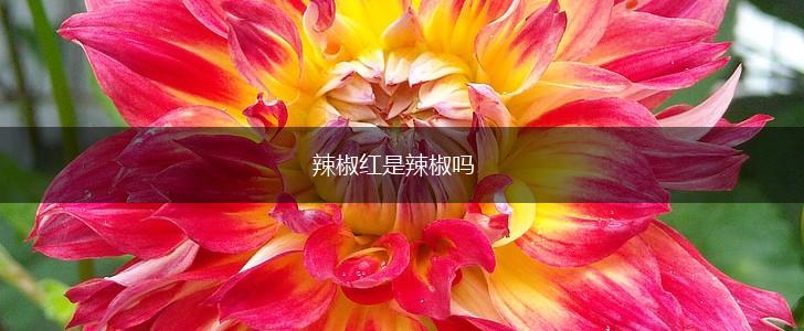 辣椒红是辣椒吗,第1张