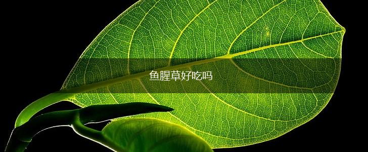 鱼腥草好吃吗,第1张