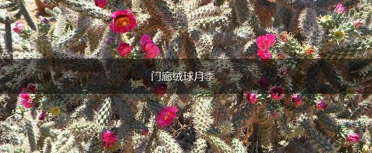 门廊绒球月季,第1张