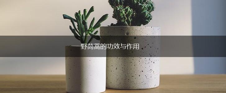 野茼蒿的功效与作用,第1张