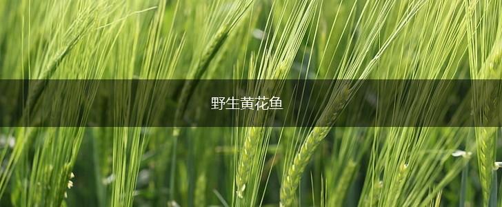 野生黄花鱼,第1张