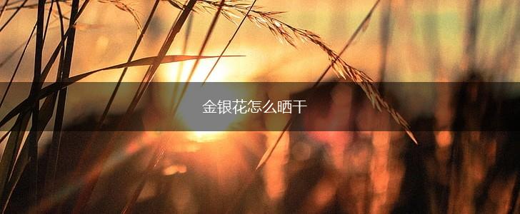 金银花怎么晒干,第1张