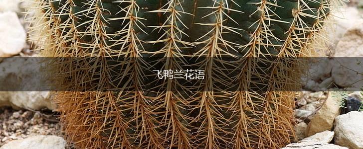 飞鸭兰花语,第1张