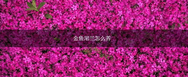 金鱼吊兰怎么养,第1张