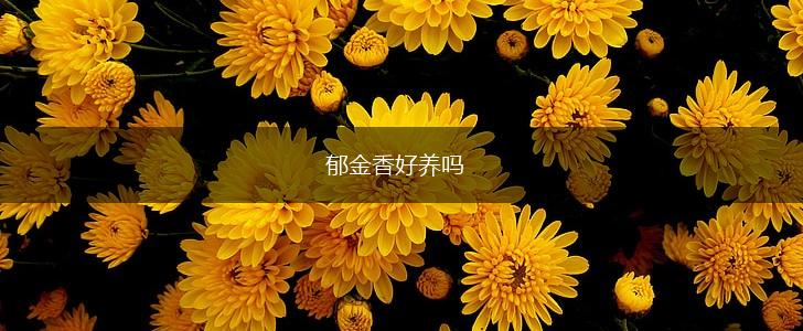 郁金香好养吗,第1张