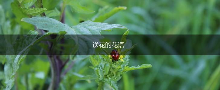 送花的花语,第1张