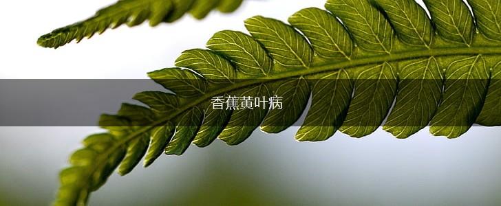 香蕉黄叶病,第1张