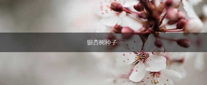 银杏树种子,第1张