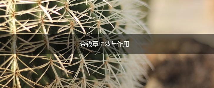 金钱草功效与作用,第1张