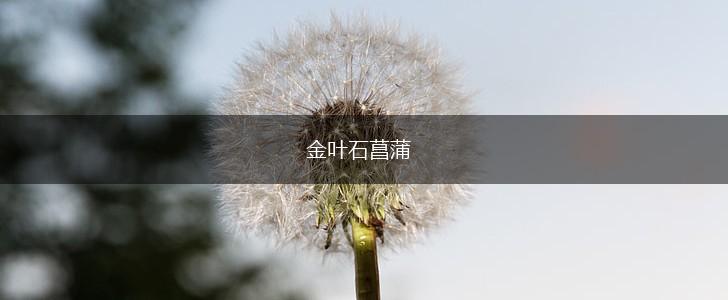 金叶石菖蒲,第1张