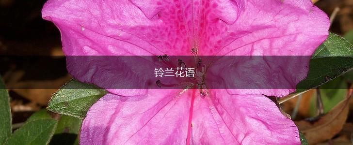 铃兰花语,第1张