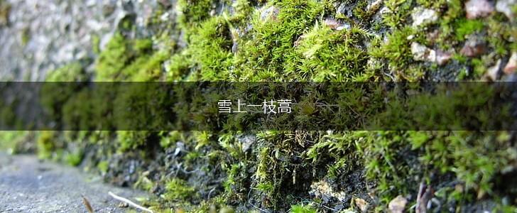 雪上一枝蒿,第1张