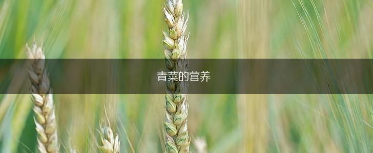 青菜的营养,第1张