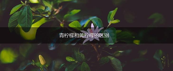 青柠檬和黄柠檬的区别,第1张