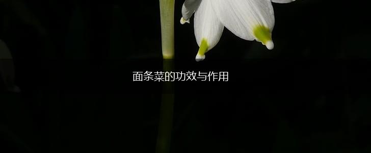 面条菜的功效与作用,第1张
