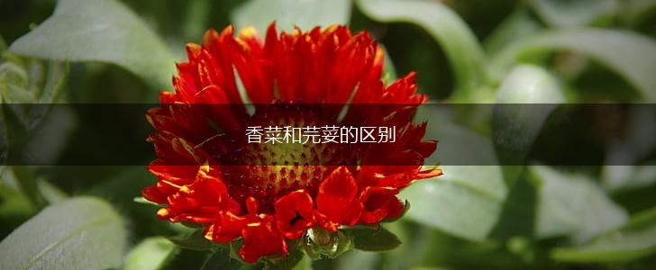 香菜和芫荽的区别,第1张
