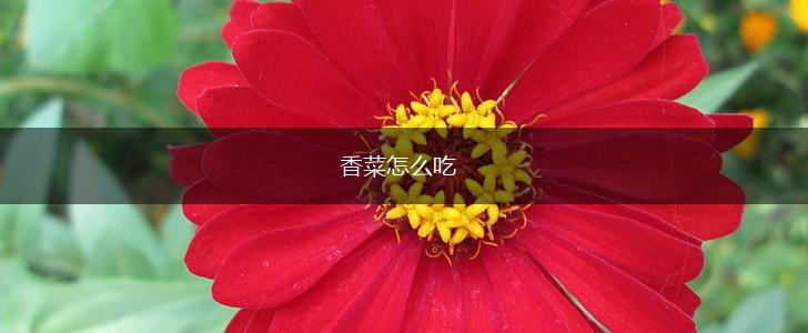 香菜怎么吃,第1张