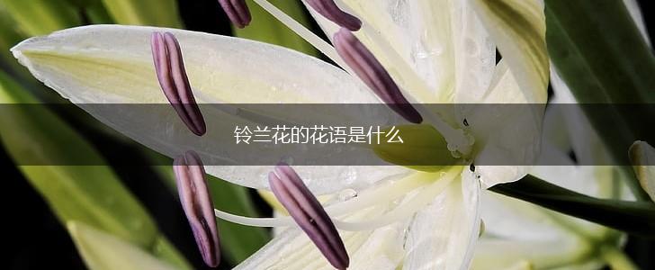 铃兰花的花语是什么,第1张