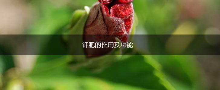 钾肥的作用及功能,第1张