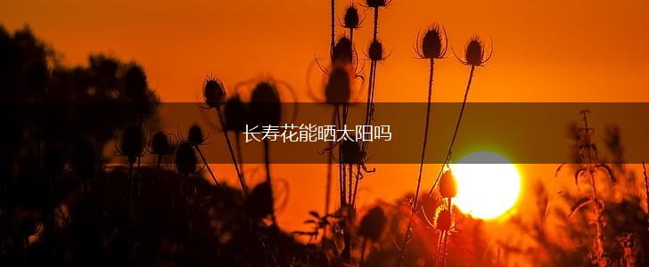 长寿花能晒太阳吗,第1张