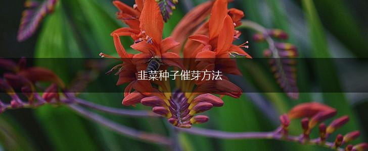 韭菜种子催芽方法,第1张