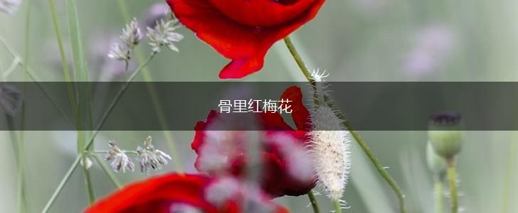 骨里红梅花,第1张