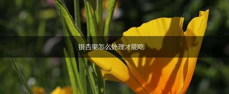 银杏果怎么处理才能吃,第1张
