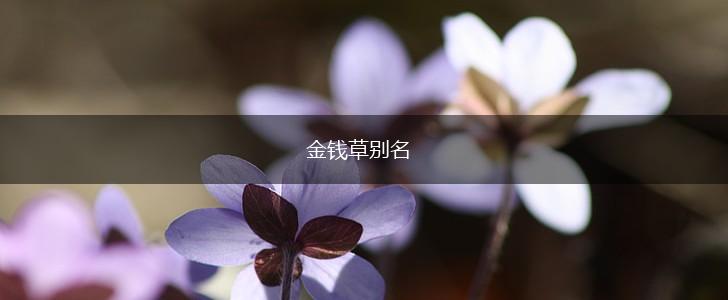 金钱草别名,第1张