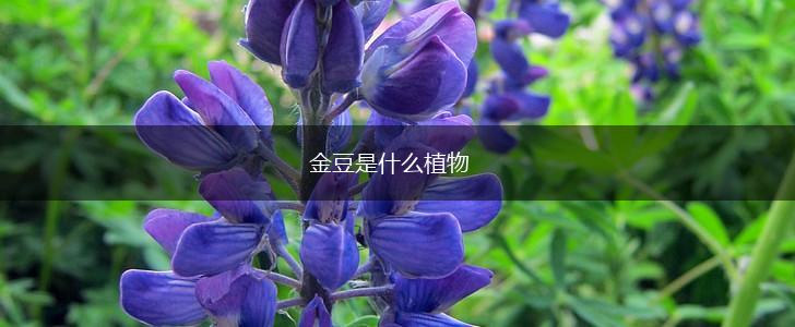 金豆是什么植物,第1张