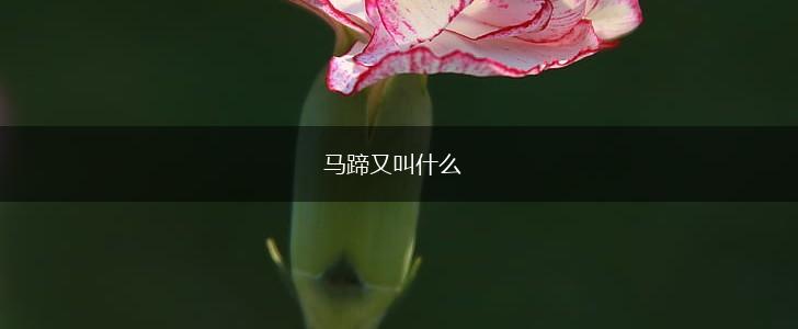 马蹄又叫什么,第1张