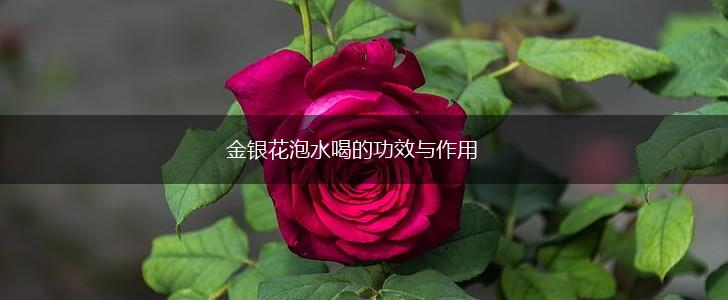 金银花泡水喝的功效与作用,第1张