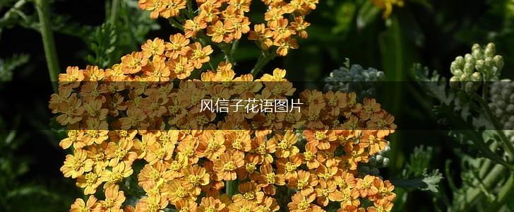 风信子花语图片,第1张