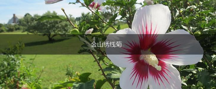 金山绣线菊,第1张 金山绣线菊,第1张