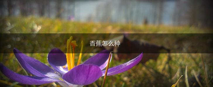 香蕉怎么种,第1张
