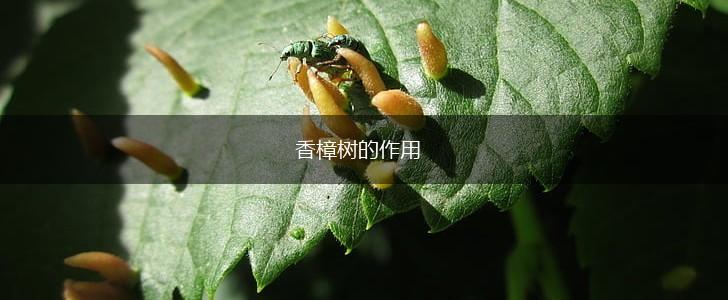 香樟树的作用,第1张
