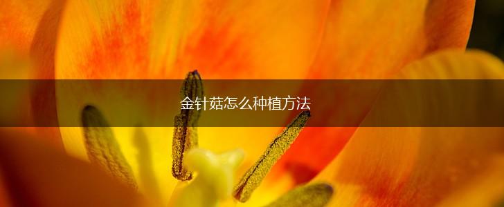 金针菇怎么种植方法,第1张