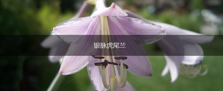 银脉虎尾兰,第1张