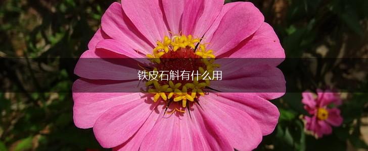 铁皮石斛有什么用,第1张