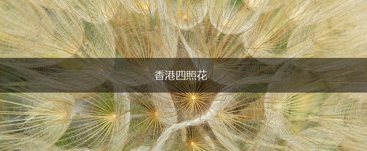 香港四照花,第1张