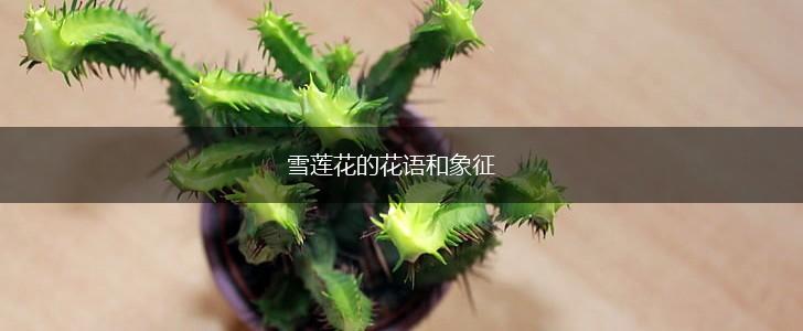 雪莲花的花语和象征,第1张