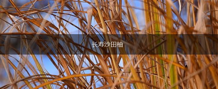 长寿沙田柚,第1张