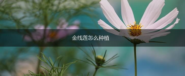 金线莲怎么种植,第1张