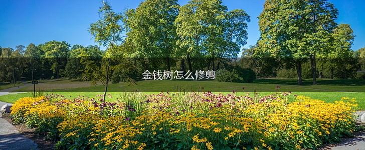 金钱树怎么修剪,第1张