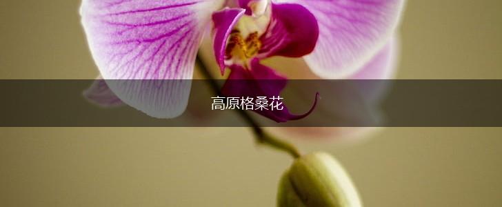 高原格桑花,第1张