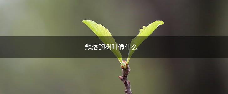 飘落的树叶像什么,第1张