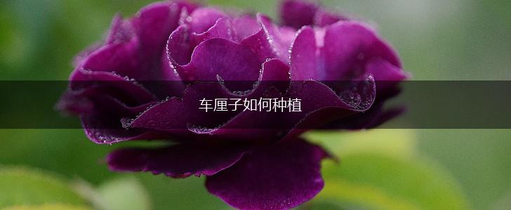 车厘子如何种植,第1张 车厘子如何种植,第1张