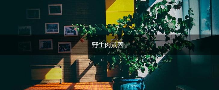 野生肉苁蓉,第1张