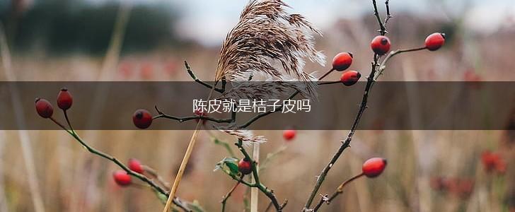 陈皮就是桔子皮吗,第1张