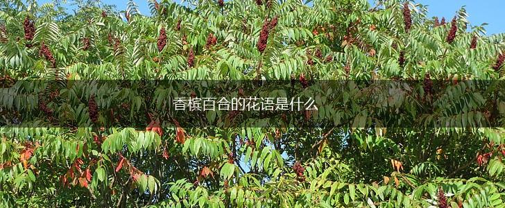 香槟百合的花语是什么,第1张