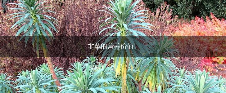 韭菜的营养价值,第1张
